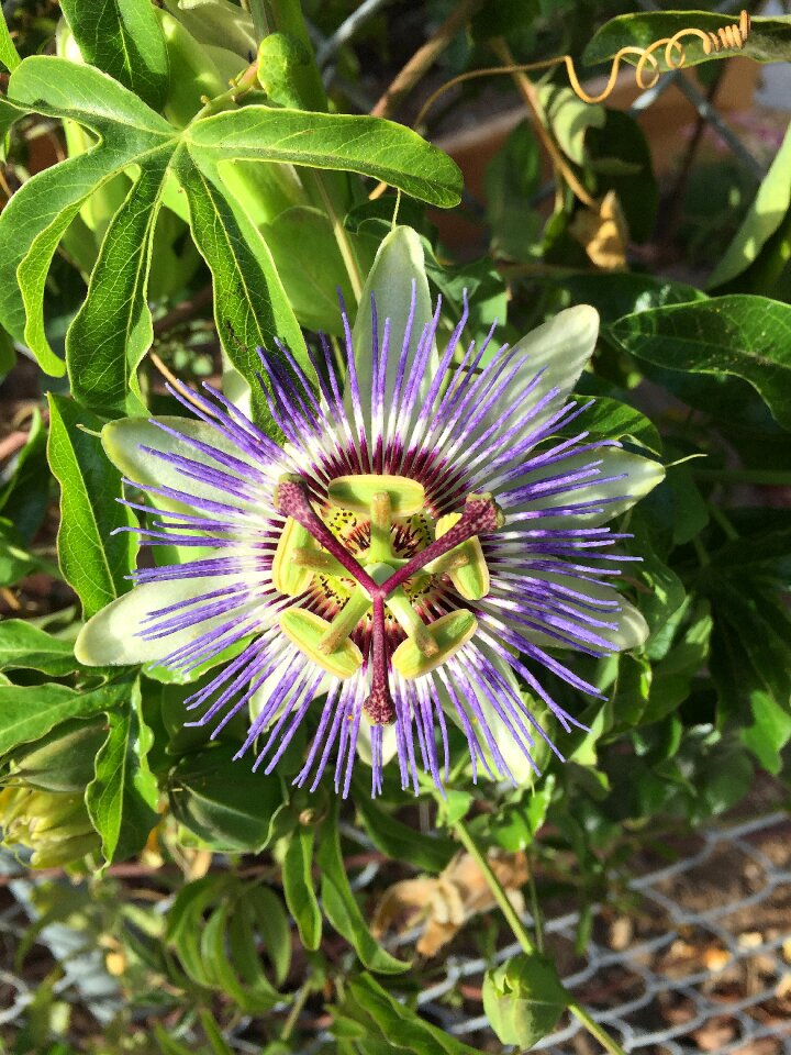 Tropical garden plant