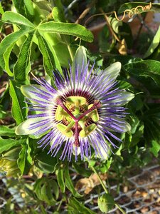 Tropical garden plant