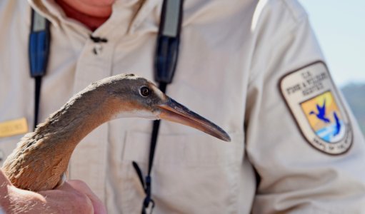 Light-footed Ridgway's rail banding and release at Batiquitos Lagoon photo