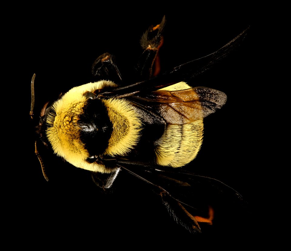 Bombus fraternus, f, back, Charleston Co., SC 2016-09-13-11.14