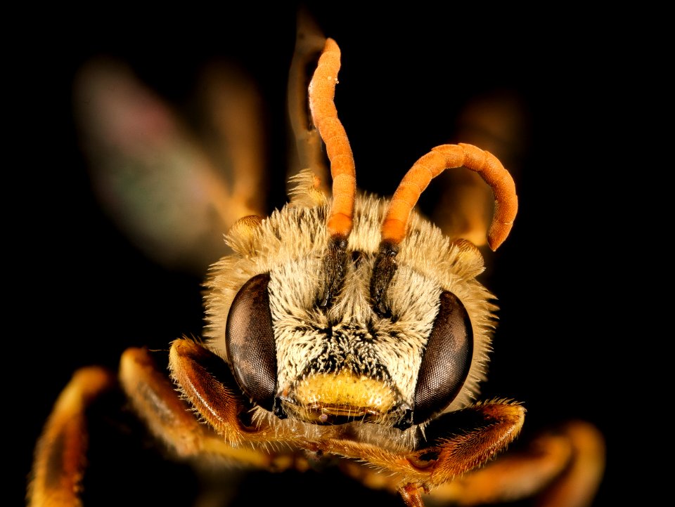 Halictus ligatus, m, face, Centre Co., PA 2017-04-07-17.21