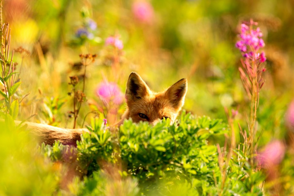 Red fox at Izembek Lagoon