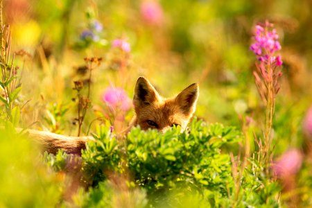 Red fox at Izembek Lagoon
