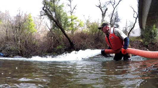 Winter-run juvenile release into Battle Creek