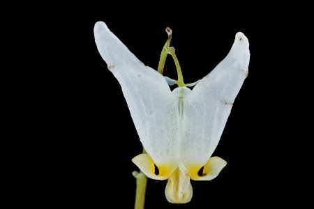 Dicentra cucullaria, Dutchman's breeches, Howard County, Md, Helen Lowe Metzman 2019-10-23-14.34.00 ZS PMax UDR