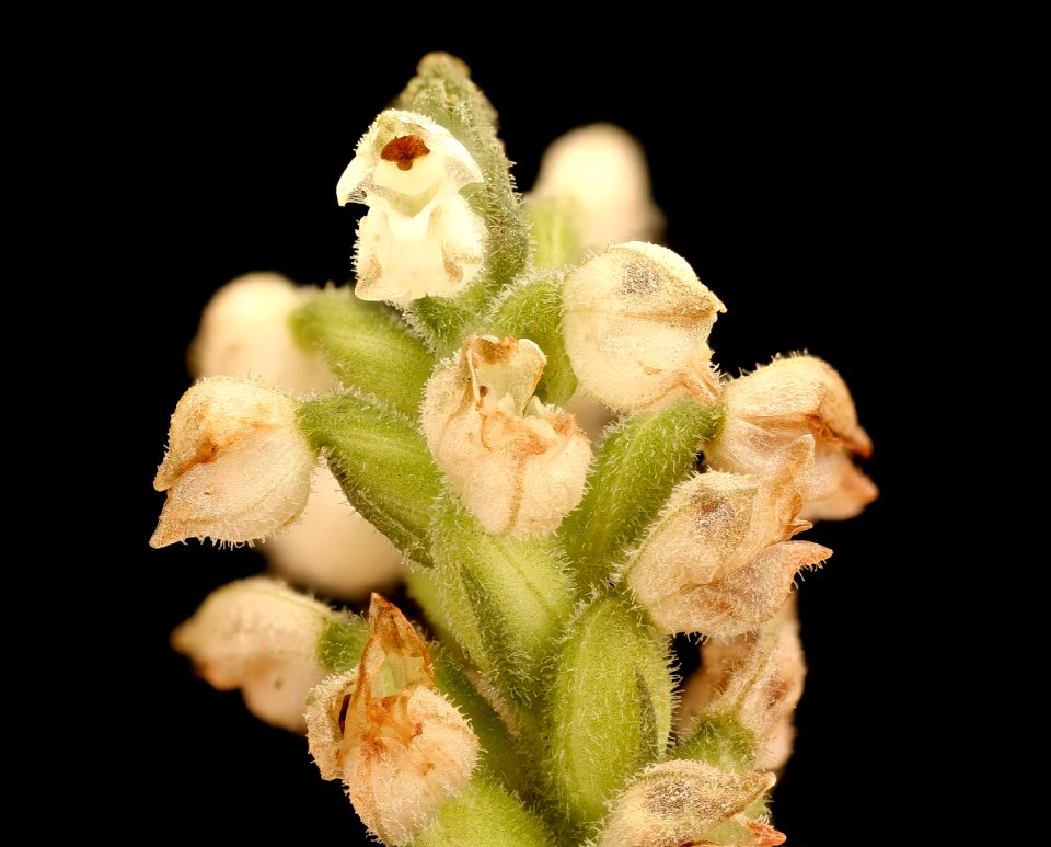 Goodyera pubescens, Rattlesnake-plantain, Howard County, MD Helen Lowe Metzman 2017-08-07-16.50