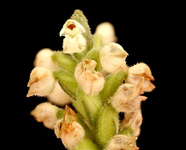 Goodyera pubescens, Rattlesnake-plantain, Howard County, MD Helen Lowe Metzman 2017-08-07-16.50