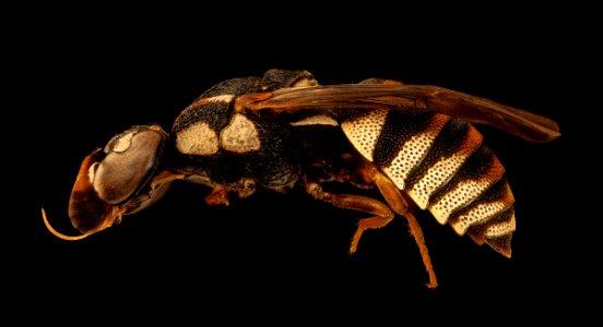 Wasp, m, left, Kruger National Park, South Africa Mpumalanga 2018-11-20-13.31.34 ZS PMax UDR photo