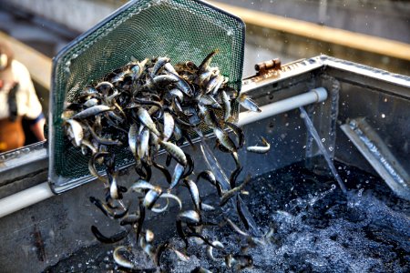 Winter-run juvenile release into Battle Creek