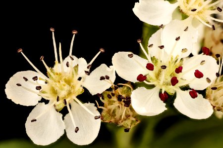 Aronia melanocarpa, Black Chokeberry 2, Howard County, Md.,  2018-05-17-14.16
