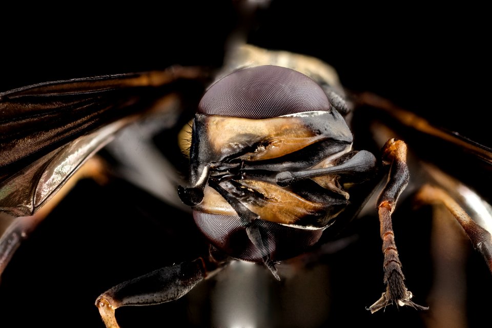 Physocephala tibialis, face, scarpulla, virginia 2014-07-09-18.19