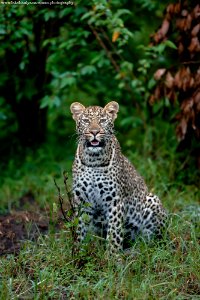 Posing Leopard Cub photo