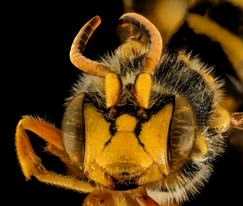 Nomada affabilis, M, Face, OH, Washington County 2014-05-23-16.24.28 ZS PMax