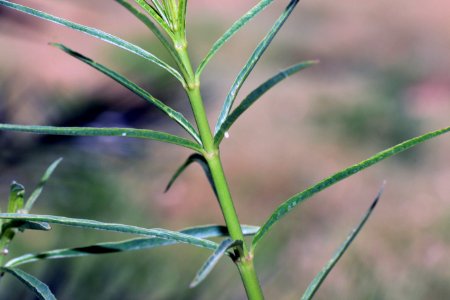 Monarch egg on narrow-leaf milkweed