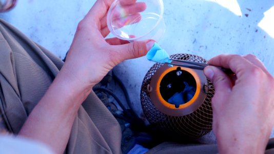 Transferring Quino larvae into a release pod