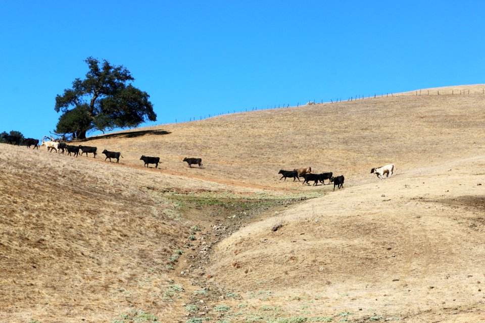 Cattle graze at Sparling Ranch