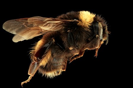 Bombus terricola, right, f, Itasca, MN 2019-10-21-16.48.13 ZS PMax UDR