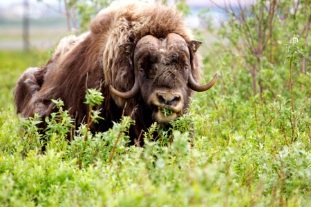 Muskox feeding