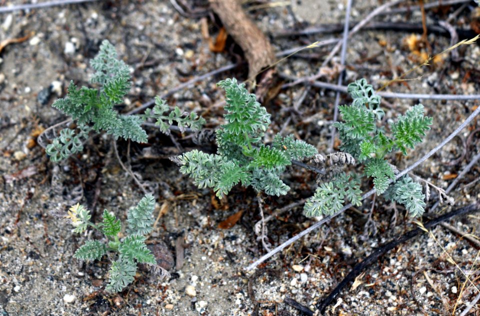 San Diego Ambrosia is an endangered species