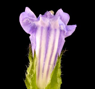 Lobelia siphilitica 3, Great Blue Lobelia, Howard County, MD 2017-09-13-16.51