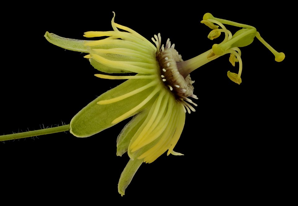 Passiflora lutea 2, Helen Lowe Metzman 2019-10-23-19.50.00 ZS PMax UDR