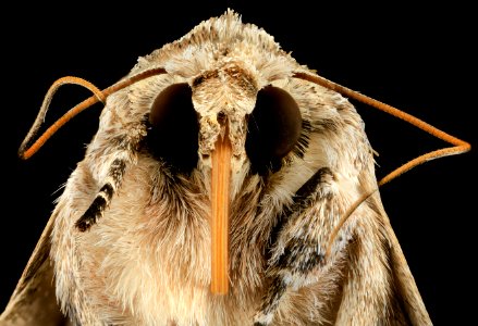 southern armyworm, moth, face 2014-06-06-16.32.21 ZS PMax photo