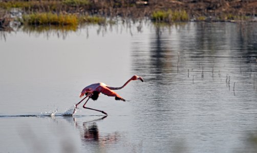 Flamingo ready to take off photo