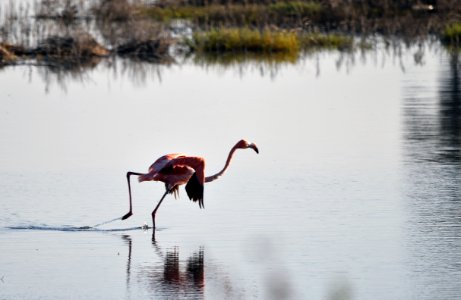 Flamingo ready to take off photo