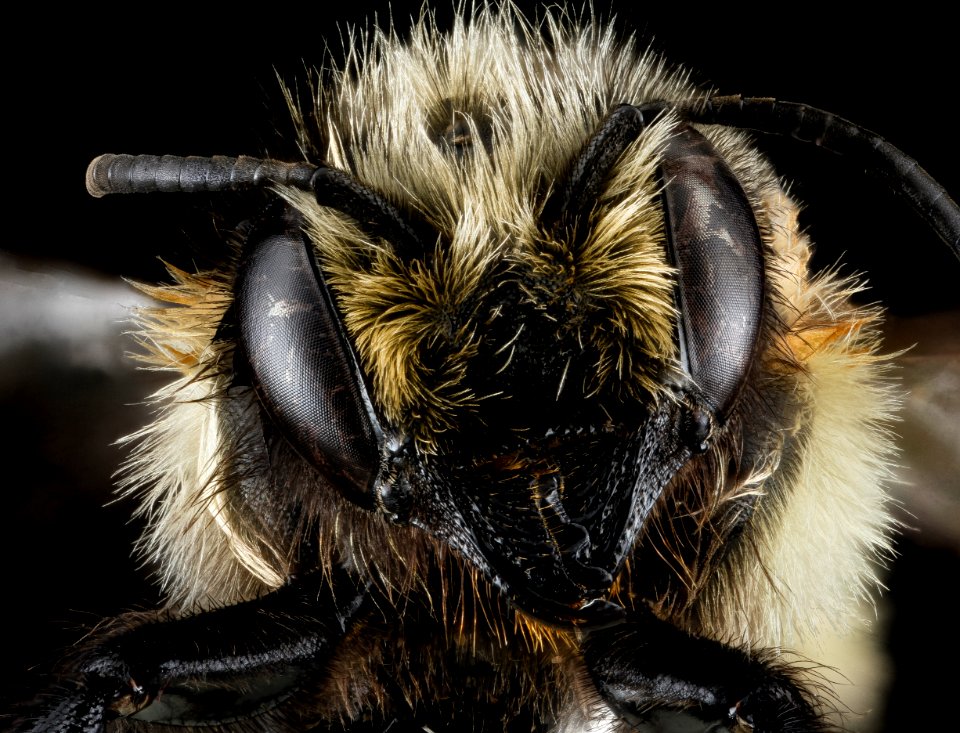 Megachile melanophaea, face 2012-07-16-17.57