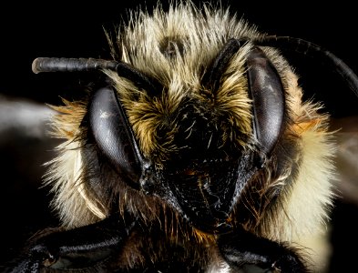 Megachile melanophaea, face 2012-07-16-17.57 photo