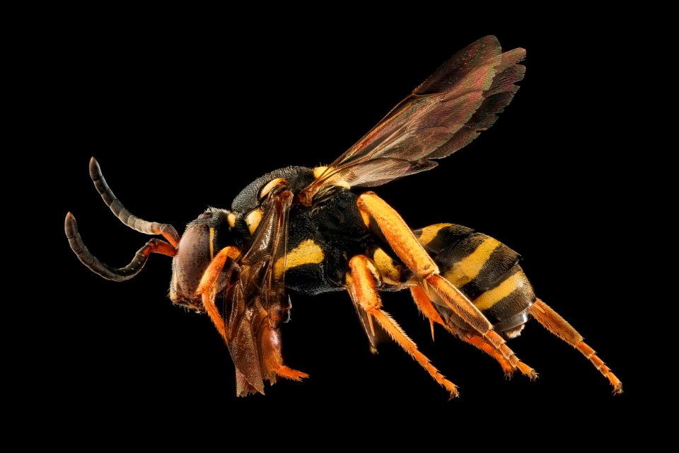 Nomada graenicheri, left, f, Ritchie, WV 2019-10-21-15.51.39 ZS PMax UDR