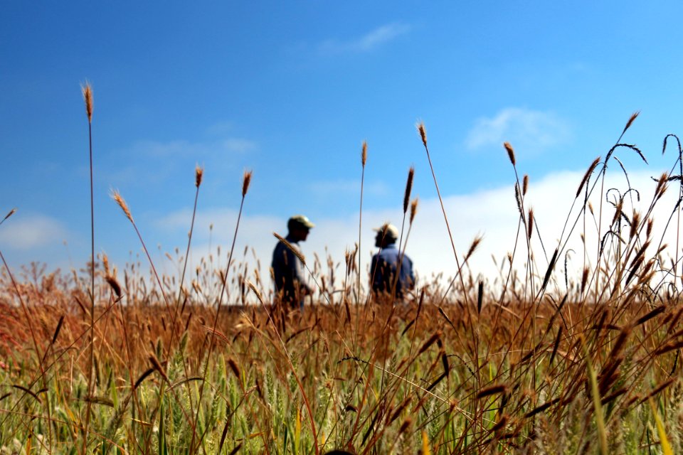 Grassland on Watsonville Slough Farm in Santa Cruz County, California.