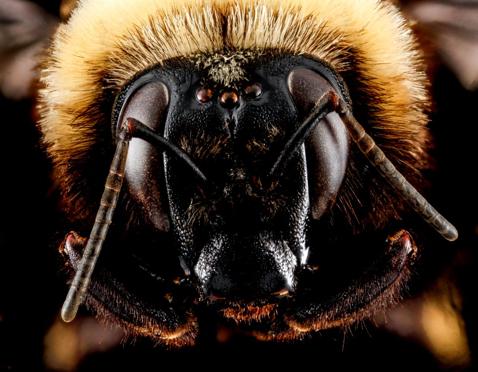 Bombus auricomus, F, face, Philidelphia, PA 2013-01-02-13.43.50 ZS PMax