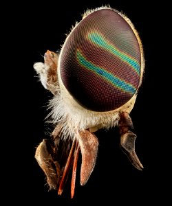 Tabanus Fly, U, Face 2 2013-07-01-16.06.17 ZS PMax photo