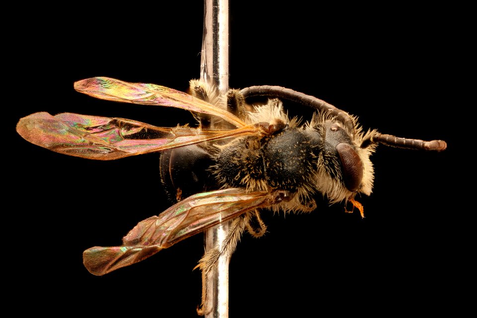 Andrena personata, m, back, Charles Co., MD 2017-04-12-13.07