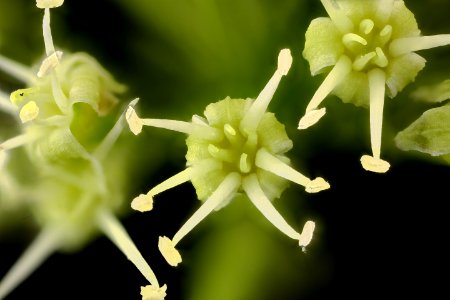 Aralia nudicaulis, 2, Wild Sarsaparilla, Howard County, Md.,  2018-05-17-13.56