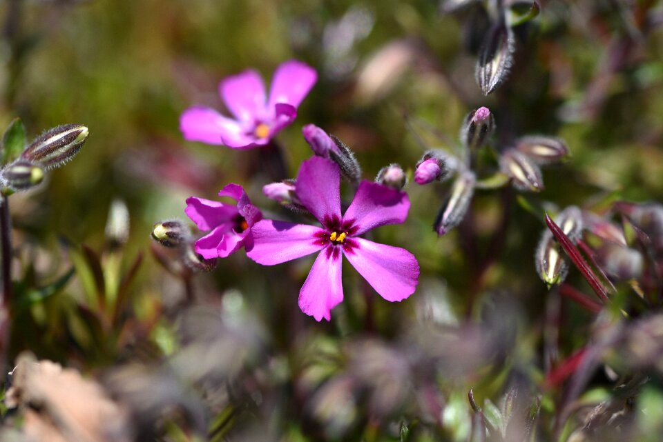 Plant campion pink
