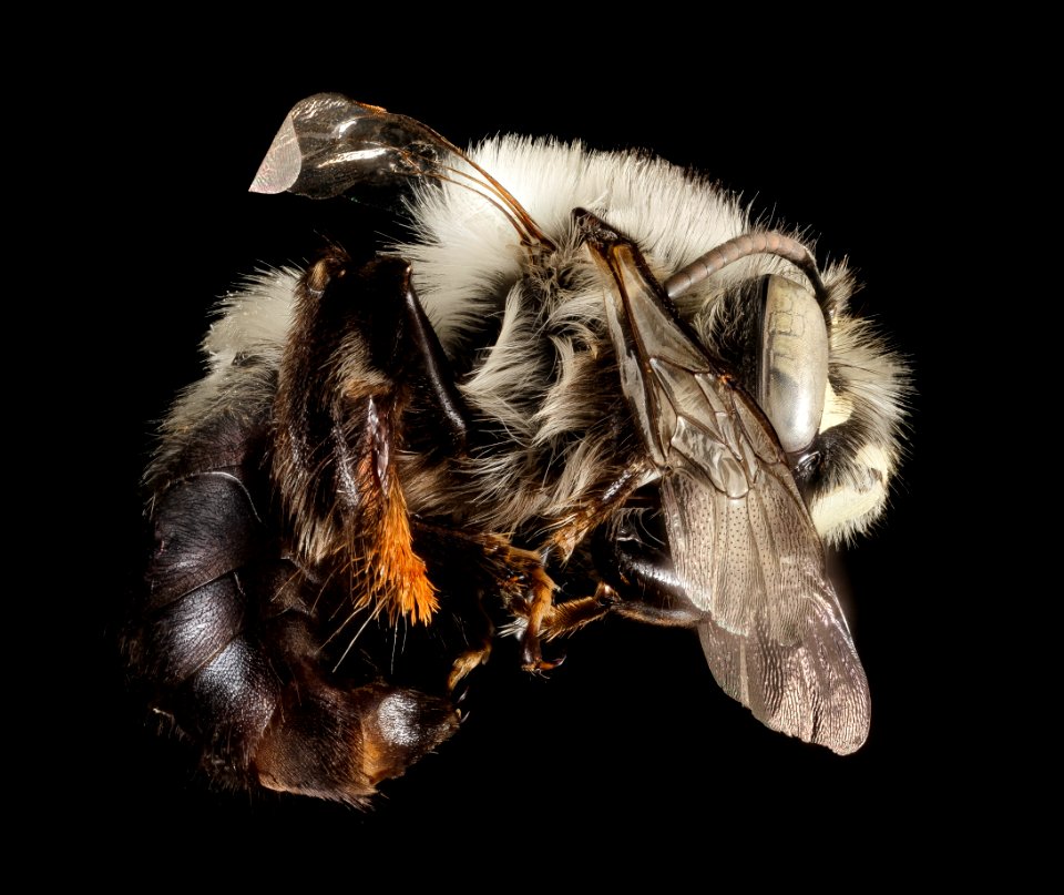 Anthophora ursina, M, Side, Georgia, Fannin County 2014-10-24-16.21