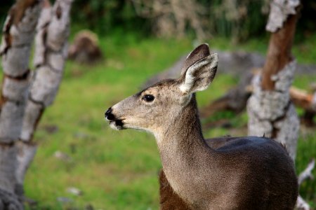 Female black-tailed deer