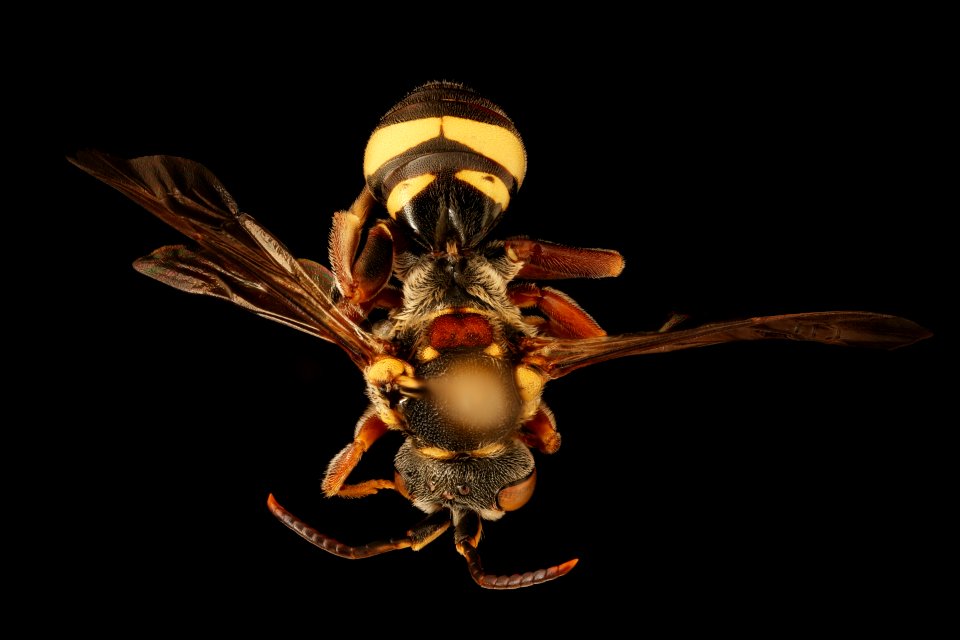 Nomada erigeronis, m, back, Talbot, Poplar Island, MD 2019-10-21-16.18.40 ZS PMax UDR