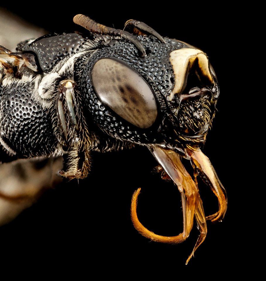 Ceratina moerenhouti, face, kenya 2014-08-28-17.44.14 ZS PMax photo