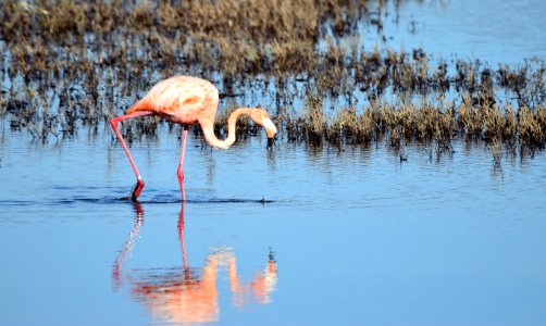 Flamingo walking and foraging photo