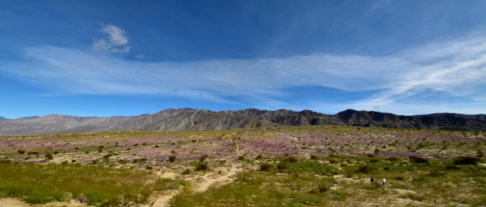 Fields of sand verbena at Anza Borrego Desert State Park photo