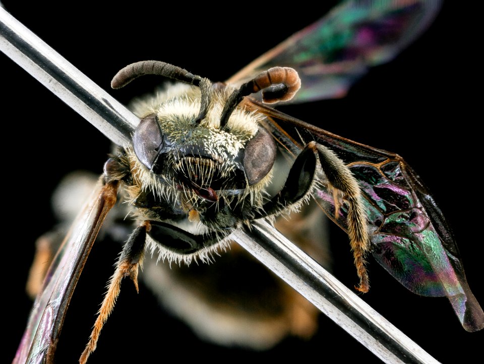 Lasioglossum pilosum, gynandromorph, face, Talbot Co. Maryland 2019-12-18-12.31.26 ZS PMax UDR