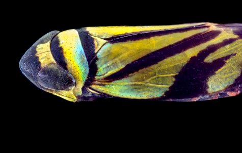 green fl leafhopper 2020-08-28-10.59.33 ZS PMax UDR