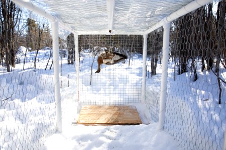Lynx Project At Yukon Flats National Wildlife Refuge