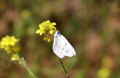 Becker's white butterfly photo