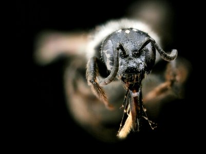 Dufourea monardae, f, face, Iowa 2020-02-17-16.32.07 ZS PMax UDR