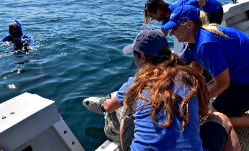 Coral is released by Seattle Aquarium and SeaWorld San Diego photo