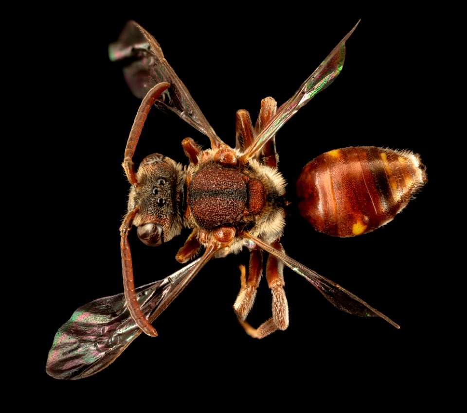 Nomada seneciophila, f, back, md, charles county 2015-11-20-17.25